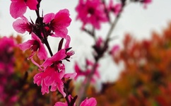 伊在人线香蕉观看 视频